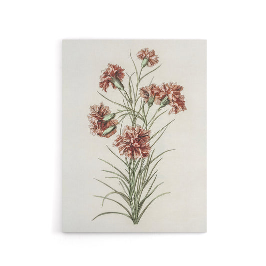 Six Carnations Vintage Illustration Teyler Canvas Wall Art