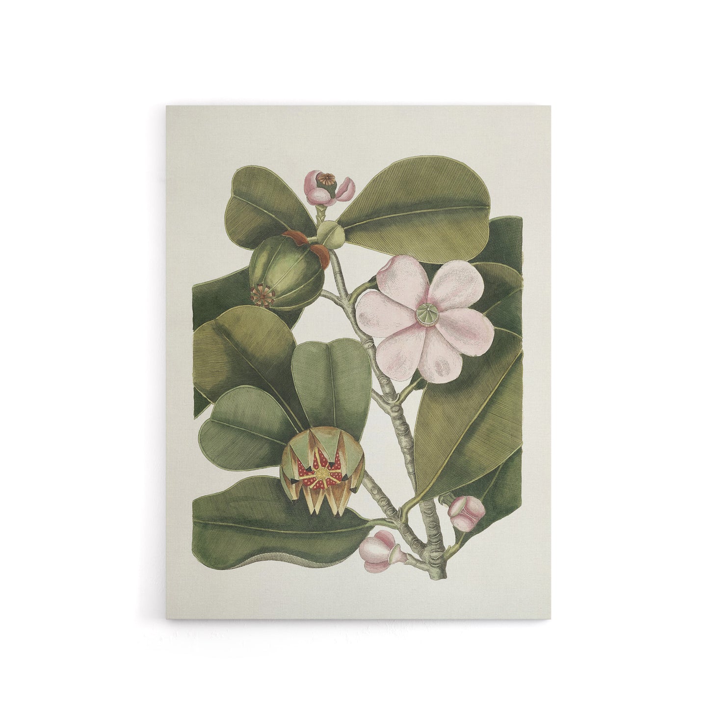 Balsam Tree Flower Vintage Botanical Catesby Canvas Wall Art