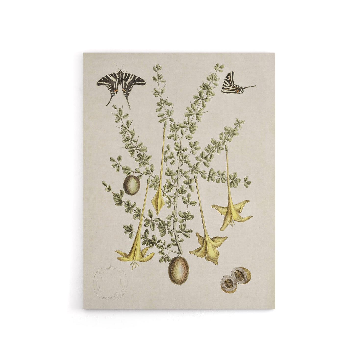 Frutex Spinofus Flowers and Butterflies Catesby Canvas Wall Art