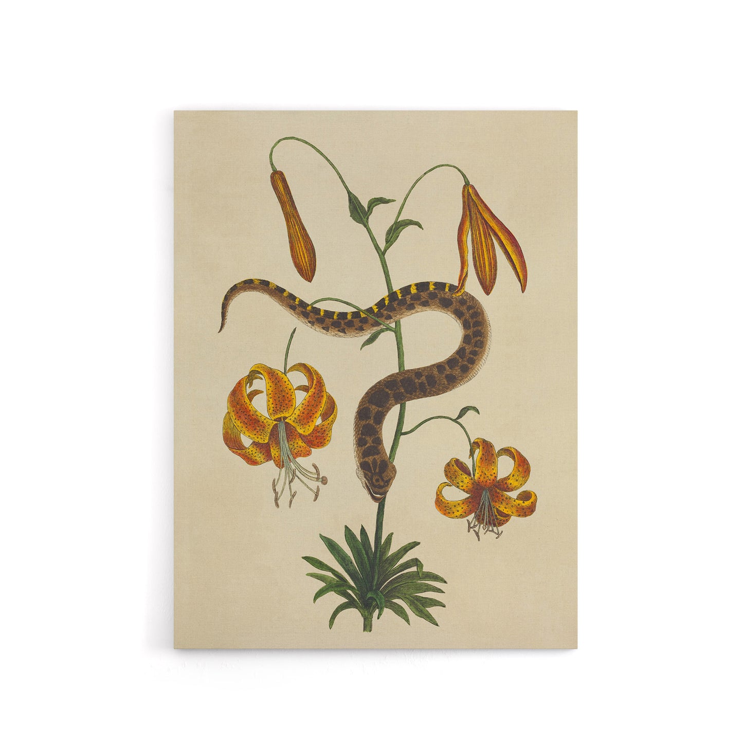 Hog Nose Snake and Tiger Lily Mark Catesby Canvas Wall Art