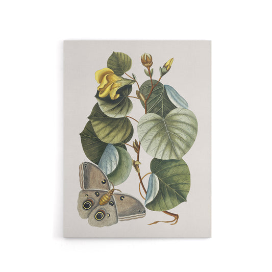 Ketmia Hibiscus Flower and Butterfly Catesby Canvas Wall Art
