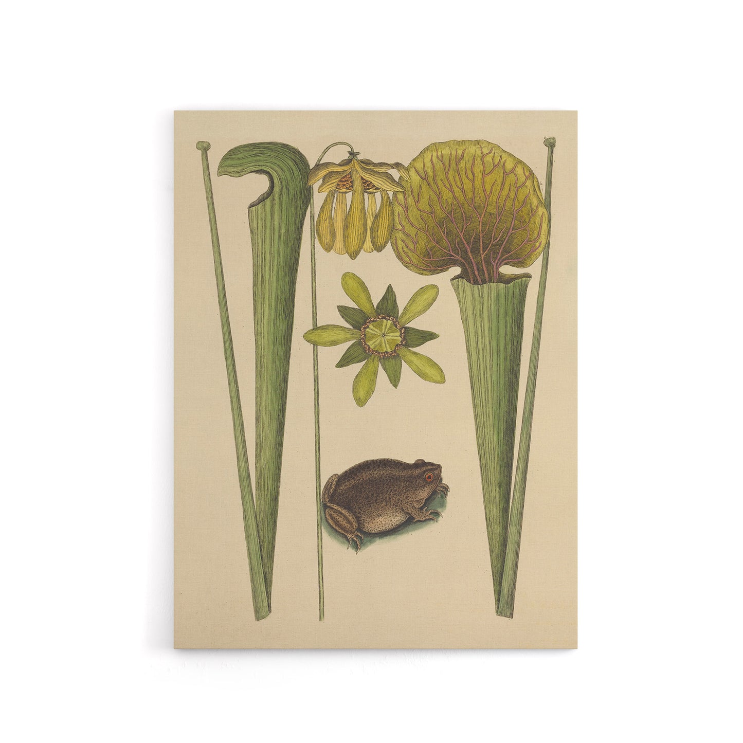 Land Frog and Sarracenia Pitcher Plant Catesby Canvas Wall Art