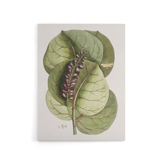 Mangrove Grape Tree Vintage Botanical Catesby Canvas Wall Art