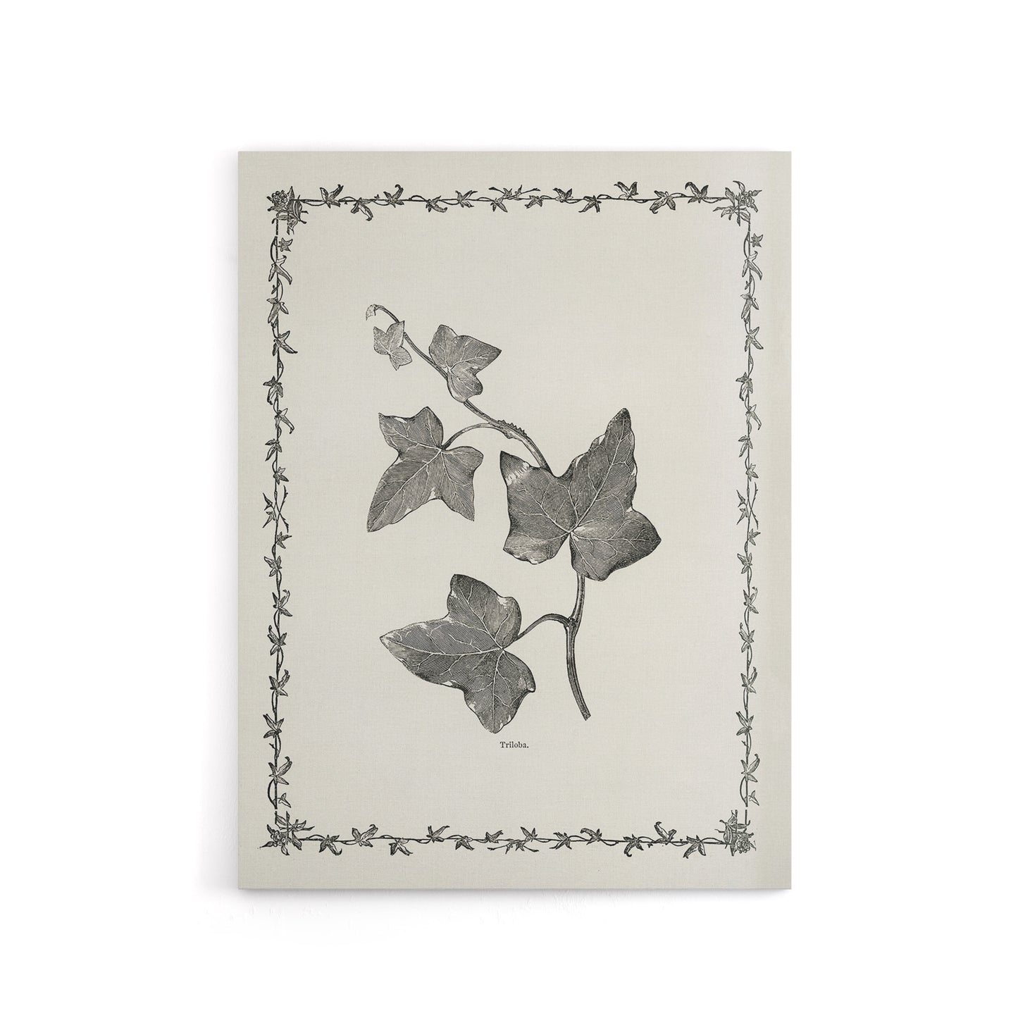 Vintage Botanical Ipomoea Triloba Leaves Hibberd Canvas Wall Art