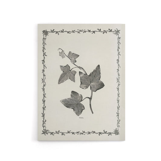 Vintage Botanical Ipomoea Triloba Leaves Hibberd Canvas Wall Art