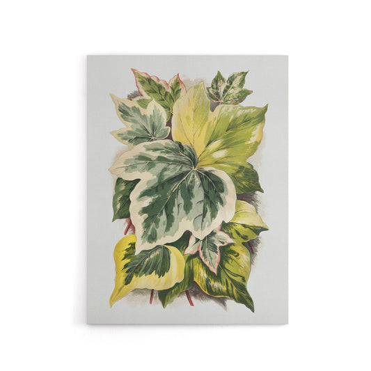 Ivy Leaf Variations Vintage Botanical Hibberd Canvas Wall Art