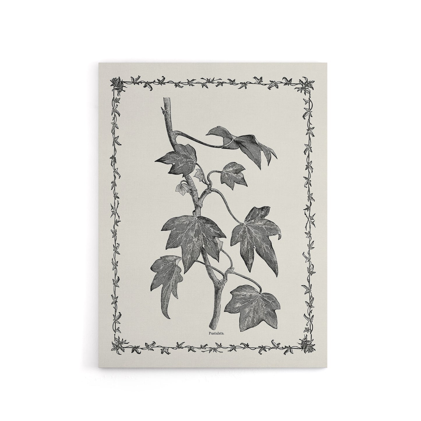 Vintage Botanical Pustulata Leaves Hibberd Canvas Wall Art