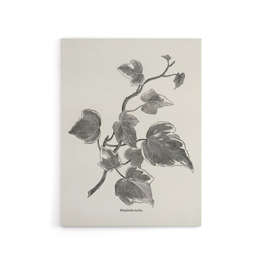 Vintage Botanical Marginata Ivy Hibberd Canvas Wall Art