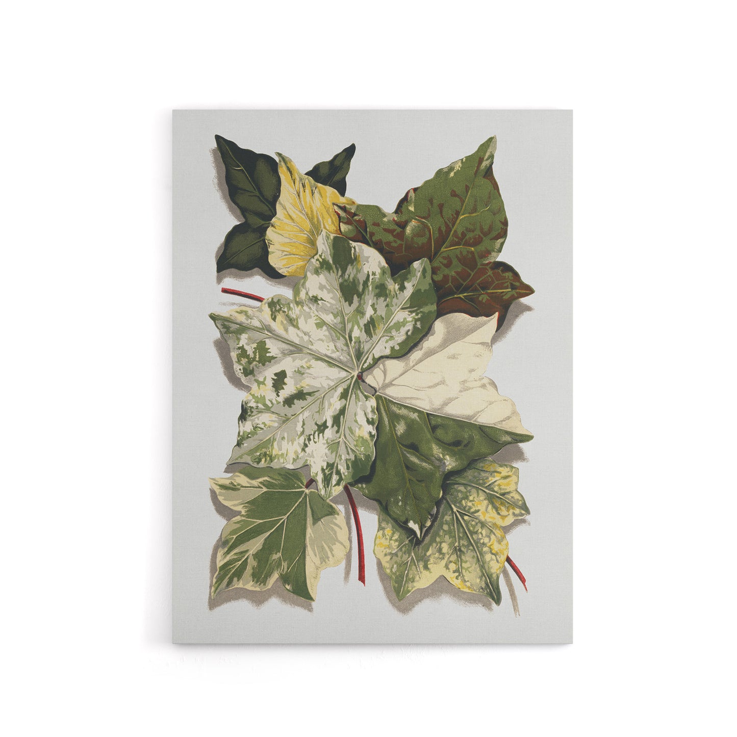 Various Ivy Leaves Watercolor Painting Hibberd Canvas Wall Art