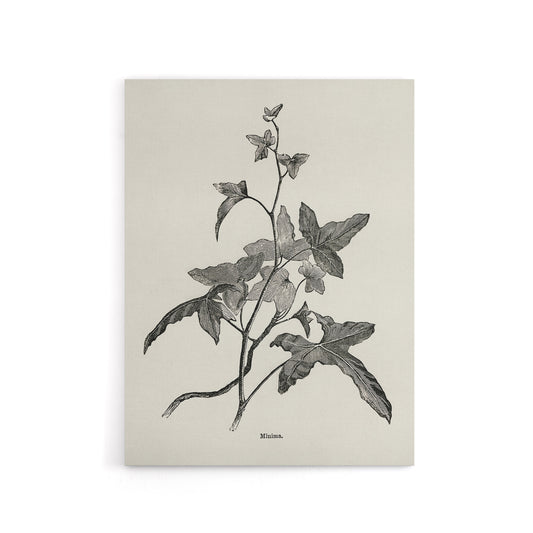 Vintage Botanical Minima Ivy Shirley Hibberd Canvas Wall Art