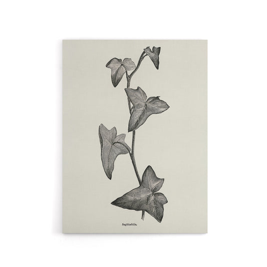 Vintage Botanical Sagittifolia Ivy Hibberd Canvas Wall Art