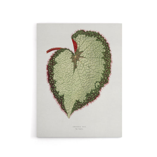 AF Lydon B Fawcett Begonia Rex Grandis Variety Leaf Canvas Wall Art Print