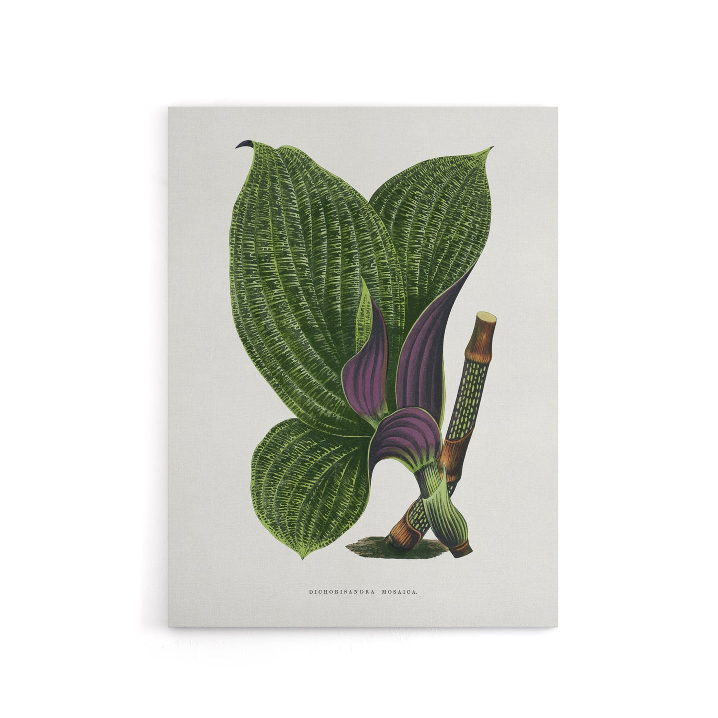 AF Lydon B Fawcett Green Dichorisandra Mosaica Leaves Canvas Wall Art Print