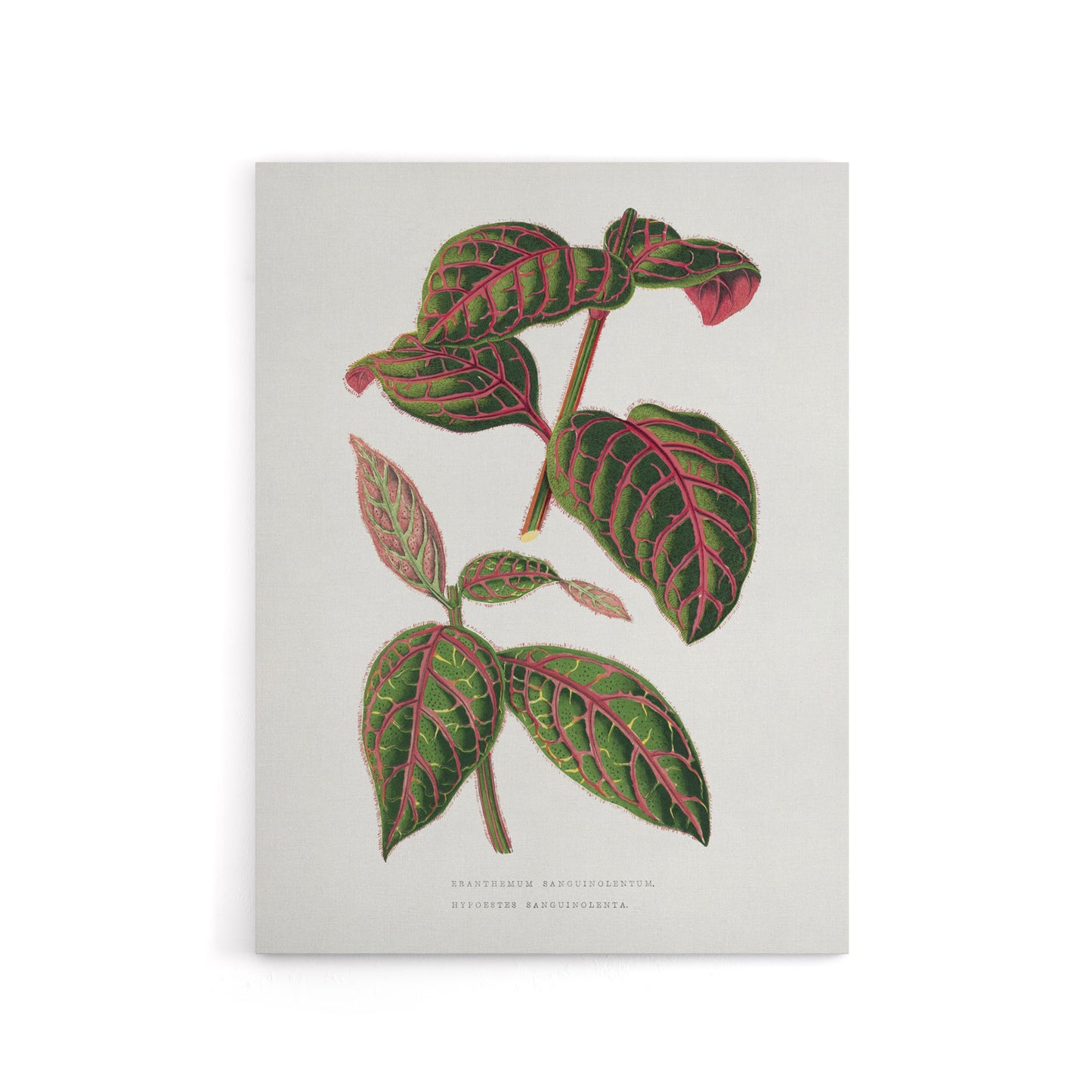 AF Lydon B Fawcett Eranthemum Sanguinolentum Leaves Canvas Wall Art Print