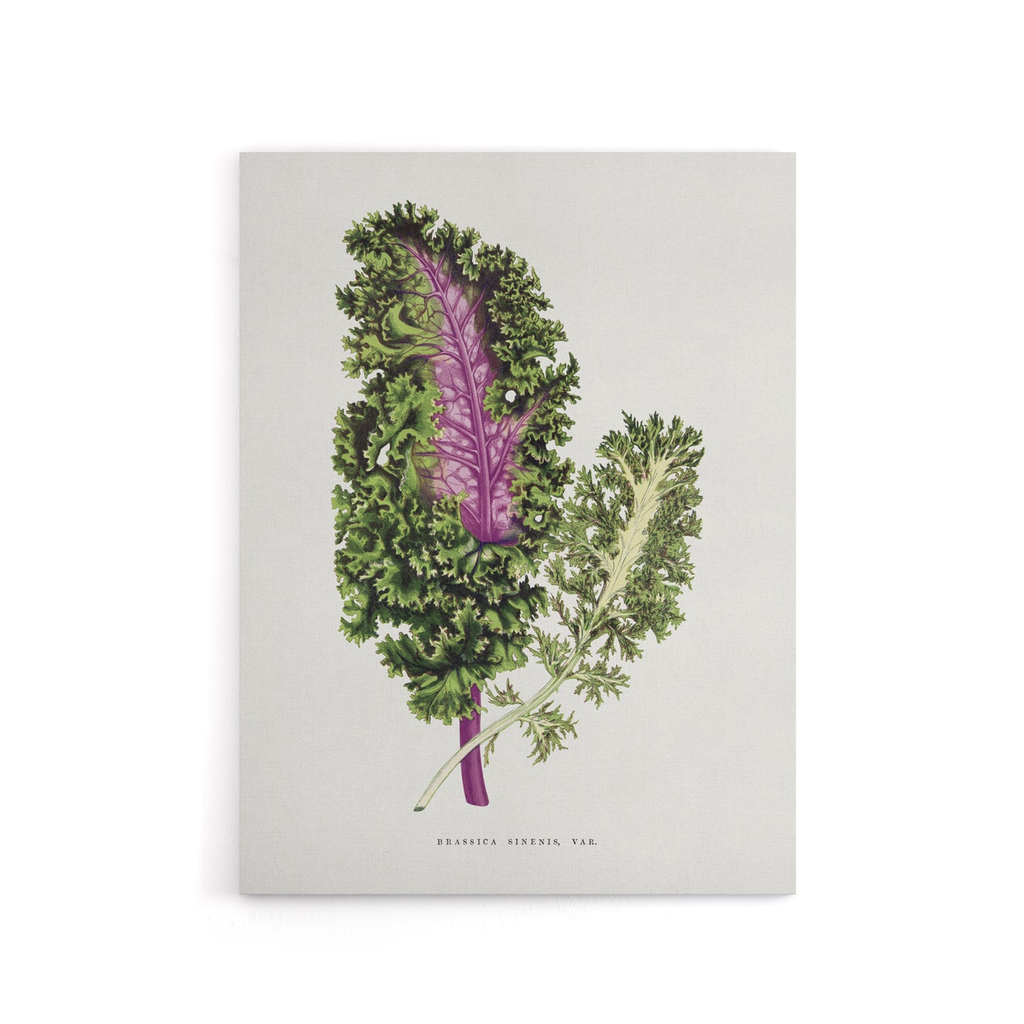AF Lydon Benjamin Fawcett Green Wild Cabbage Leaf Canvas Wall Art Print