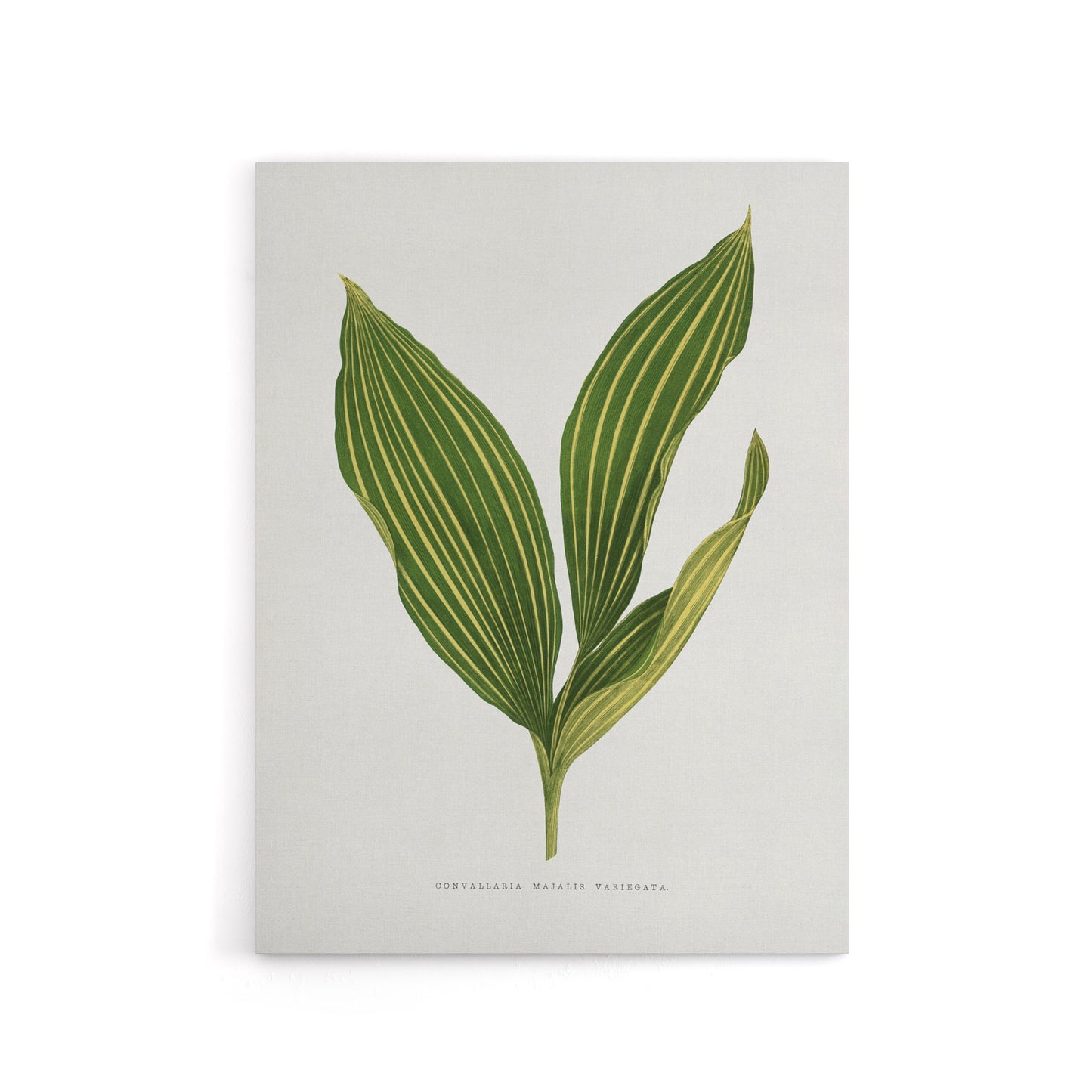 AF Lydon Benjamin Fawcett Lily of the Valley Leaf Canvas Wall Art Print