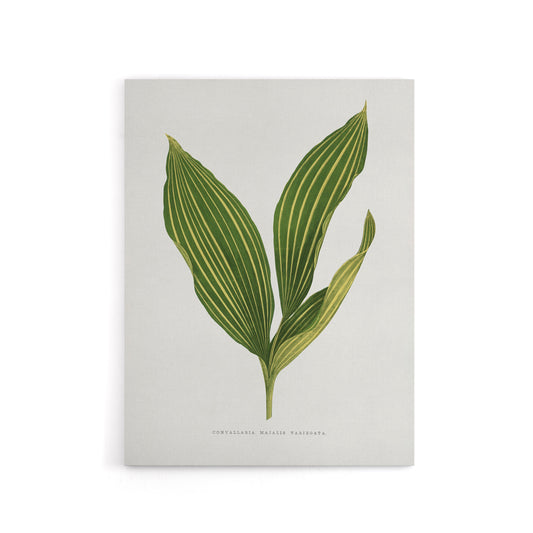 AF Lydon Benjamin Fawcett Lily of the Valley Leaf Canvas Wall Art Print
