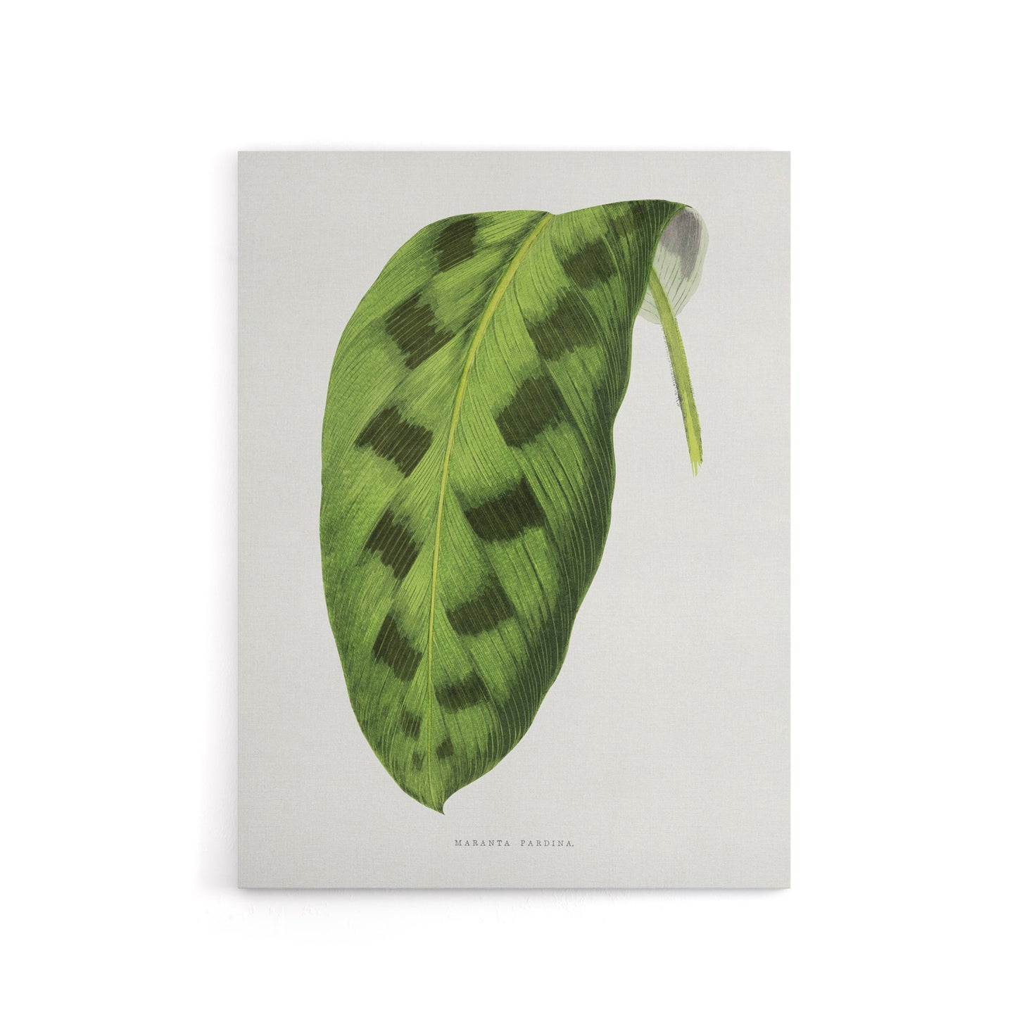 AF Lydon Benjamin Fawcett Maranta Pardina Leaf Canvas Wall Art Print