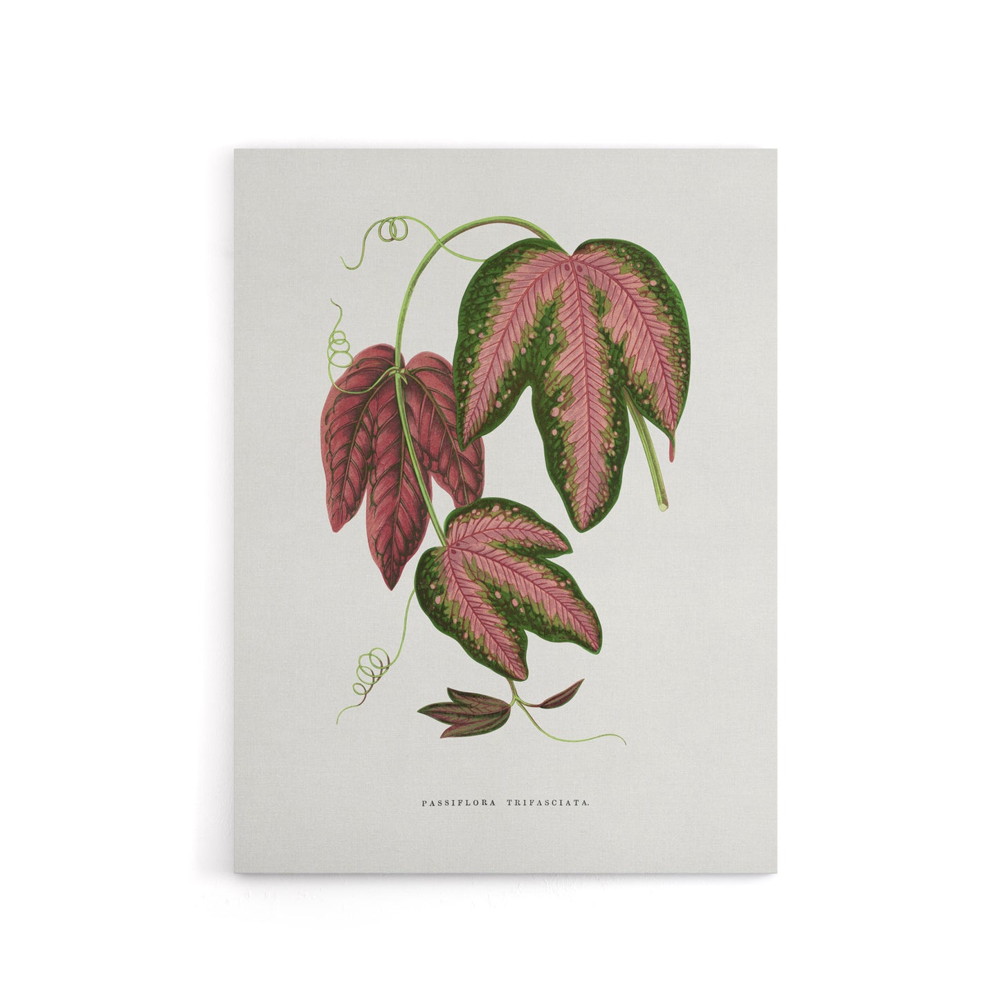 AF Lydon B Fawcett Passiflora Trifasciata Leaves Canvas Wall Art Print