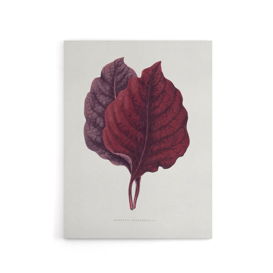 AF Lydon Benjamin Fawcett Red Amaranth Leaf Canvas Wall Art Print