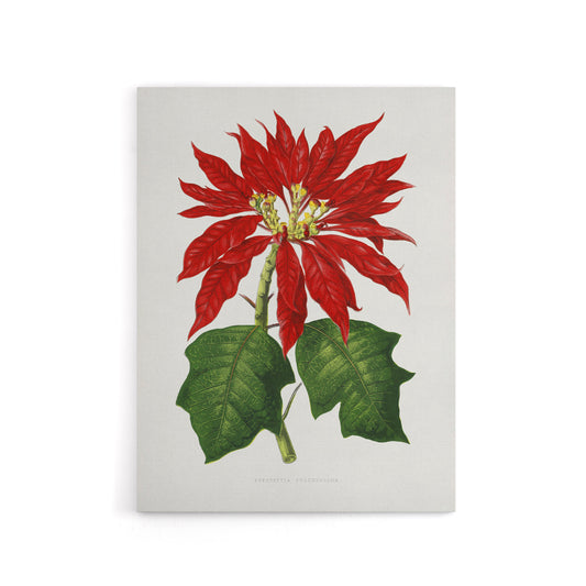 AF Lydon B Fawcett Vintage Poinsettia Illustration Canvas Wall Art Print