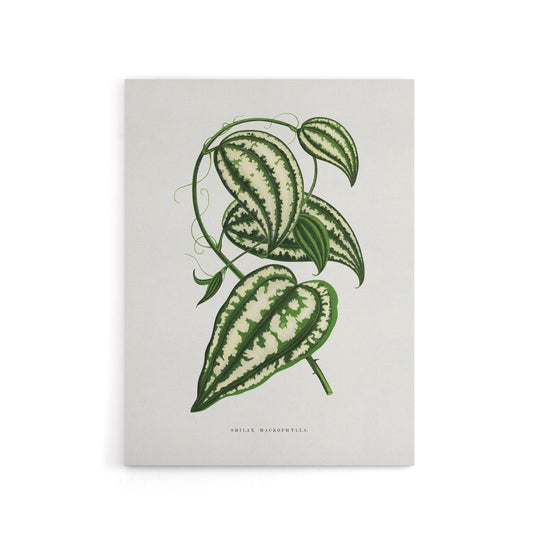 AF Lydon Benjamin Fawcett Smilax Macrophylla Vine Canvas Wall Art Print