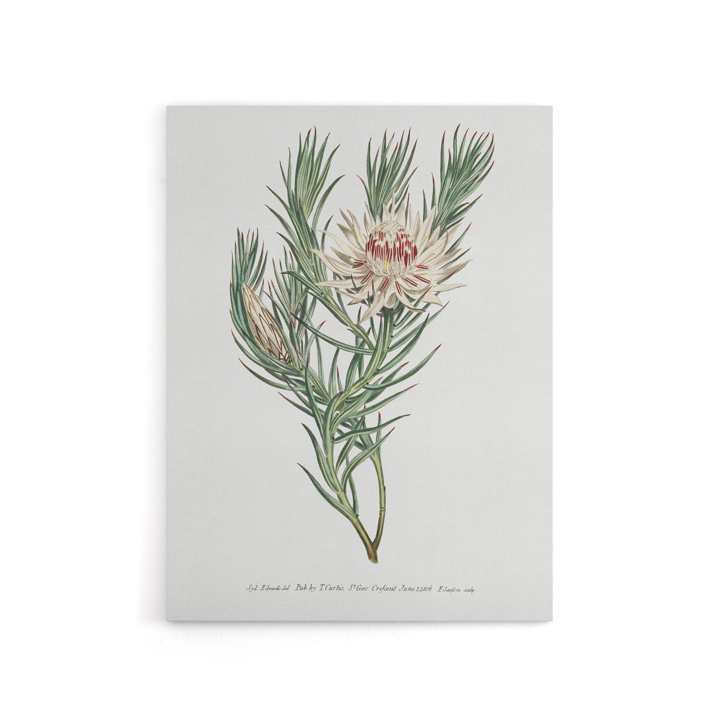 Francis Sansom Dagger Leaf Sugarbush Flower Bloom Canvas Wall Art Print
