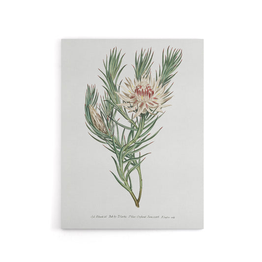 Francis Sansom Dagger Leaf Sugarbush Flower Bloom Canvas Wall Art Print