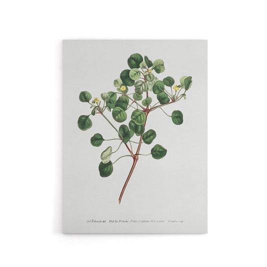 Francis Sansom Manchineel Berry Flowering Plant Canvas Wall Art Print