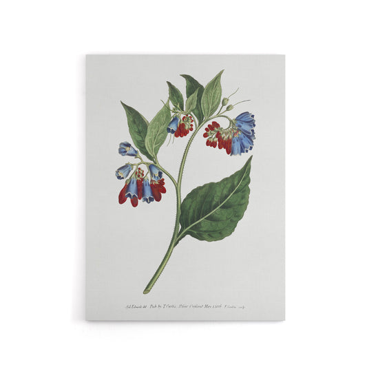 Sansom Vintage Botanical Prickley Comfrey Flowers Canvas Wall Art Print