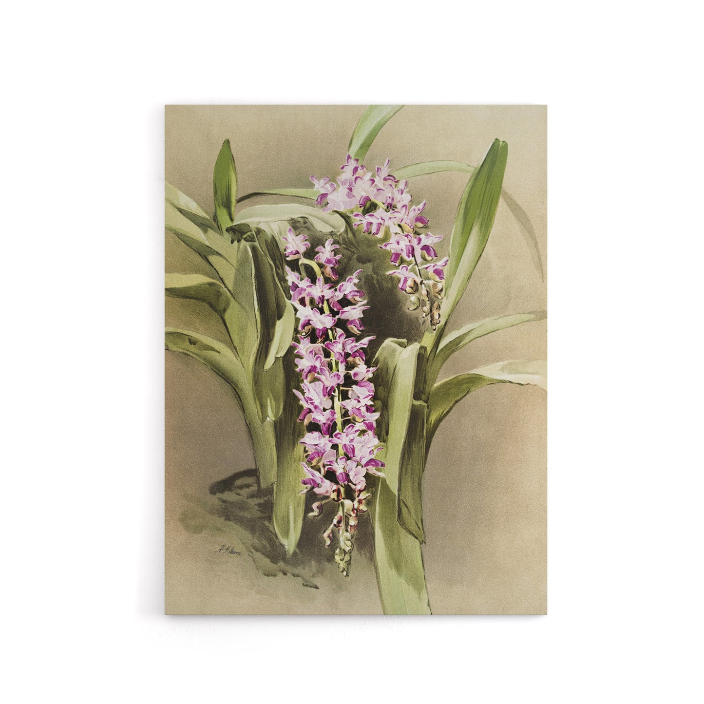Frederick Sander Aerides Savageanum Orchid Flowers Canvas Wall Art Print