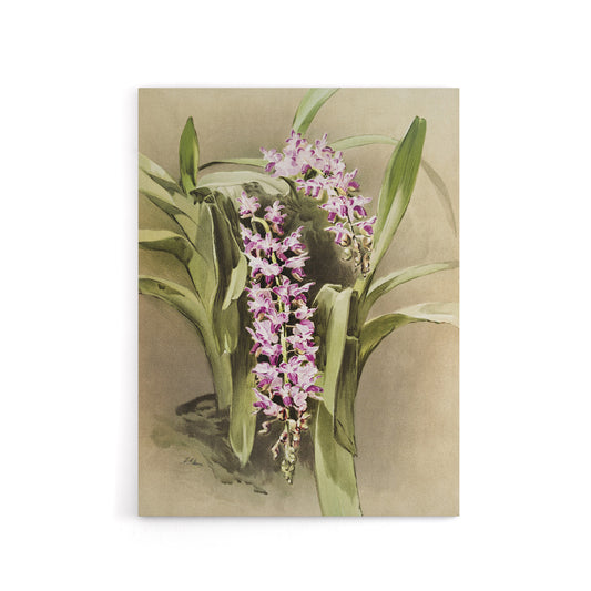 Frederick Sander Aerides Savageanum Orchid Flowers Canvas Wall Art Print