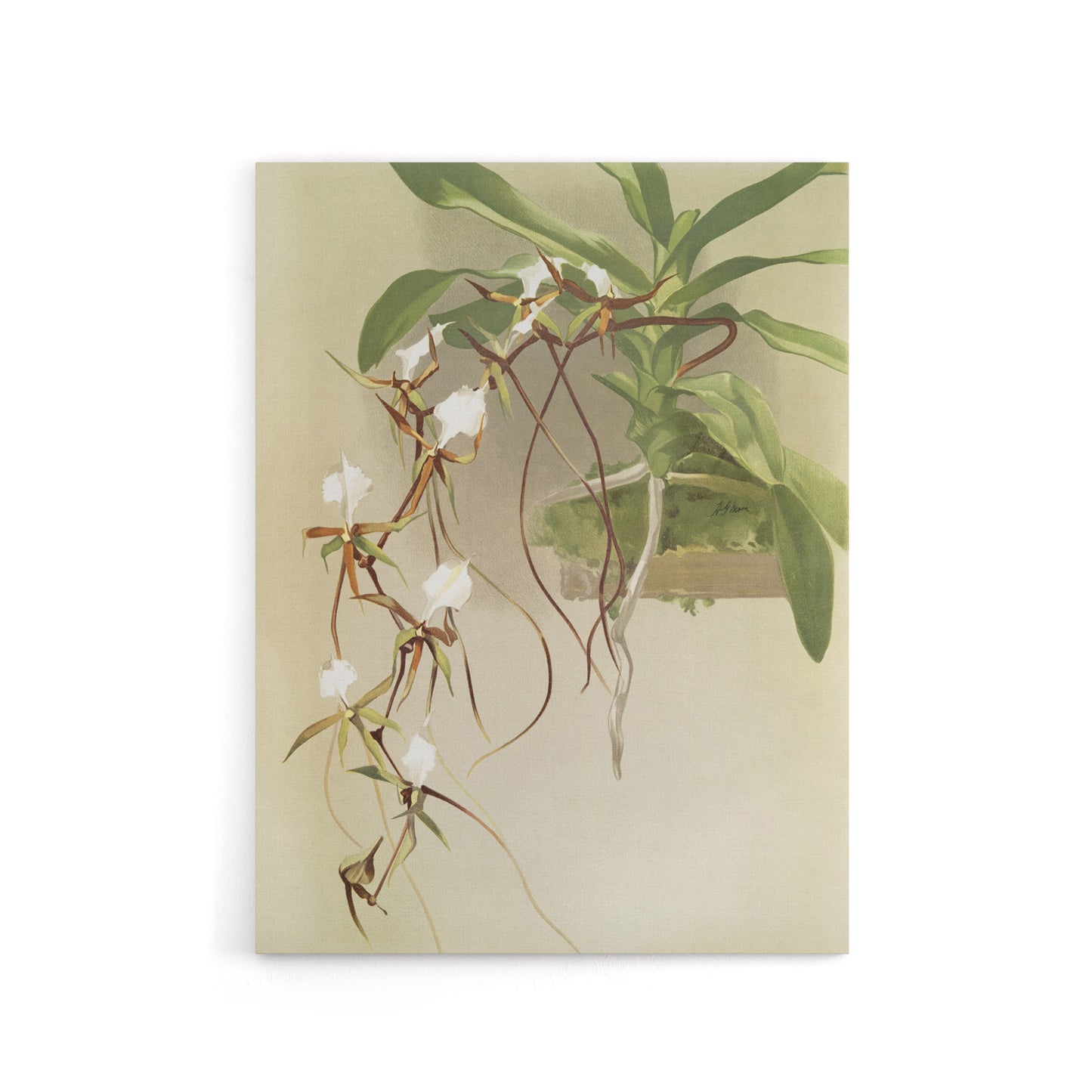 Frederick Sander Angraecum Caudatum Orchid Flowers Canvas Wall Art Print