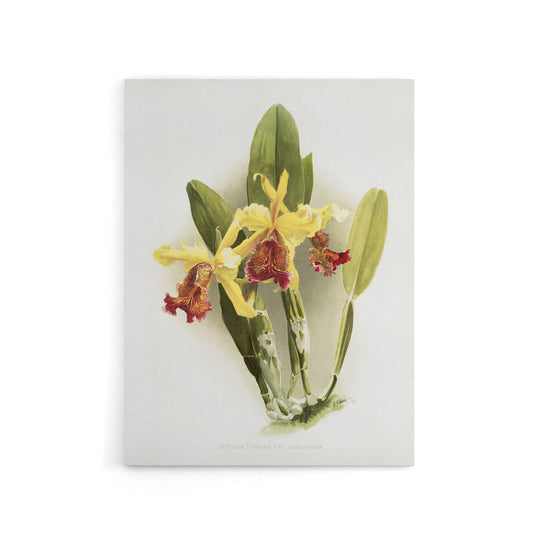 F Sander Cattleya Dowiana Var Chrysotoxum Orchid Canvas Wall Art Print