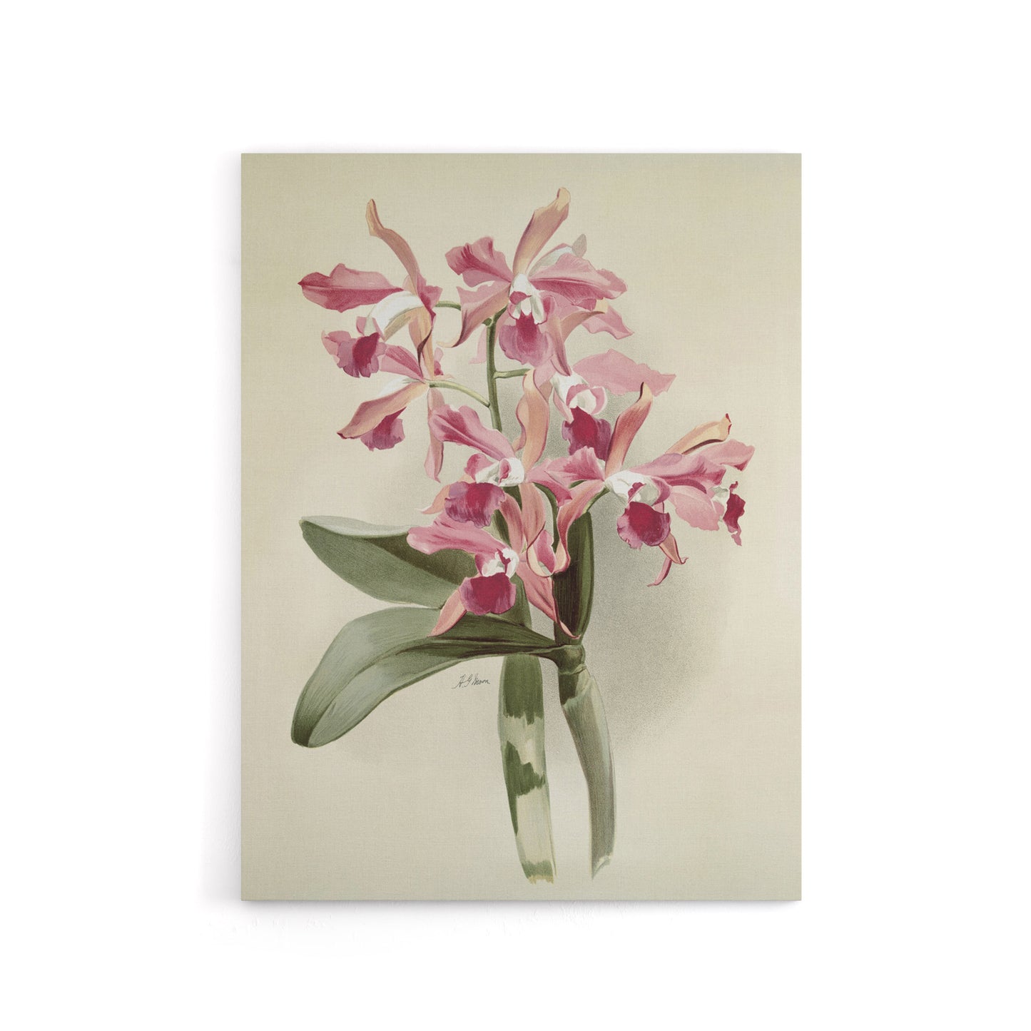 Frederick Sander Cattleya Elegans Orchid Flowers Canvas Wall Art Print