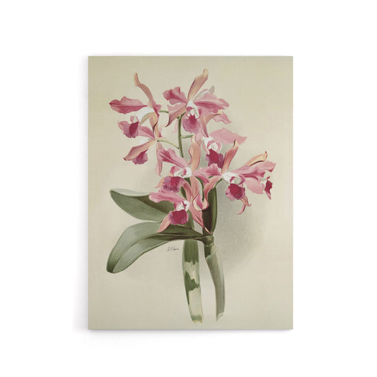 Frederick Sander Cattleya Elegans Orchid Flowers Canvas Wall Art Print
