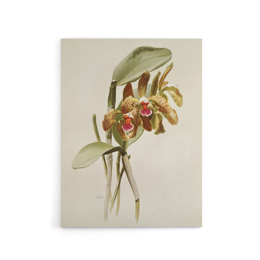 F Sander Cattleya Granulosa Var Schofieldiana Orchid Canvas Wall Art Print