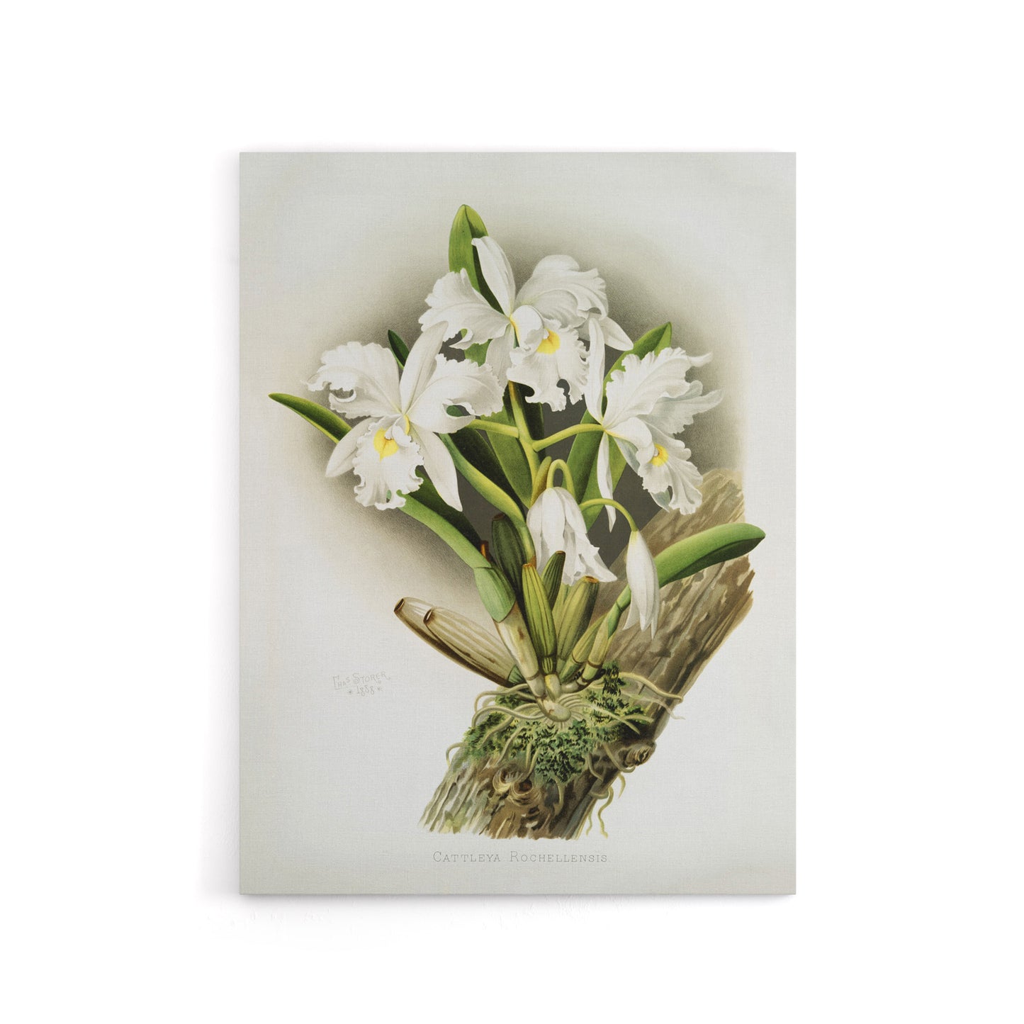 Frederick Sander Cattleya Rochellensis Orchid Flowers Canvas Wall Art Print