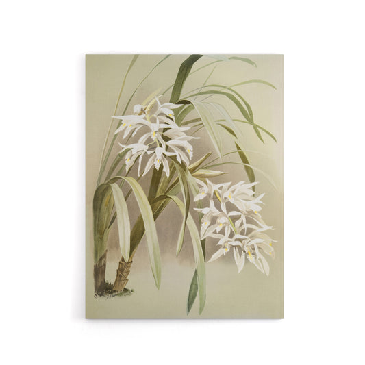 Frederick Sander Cymbidium Mastersi Orchid Flowers Canvas Wall Art Print