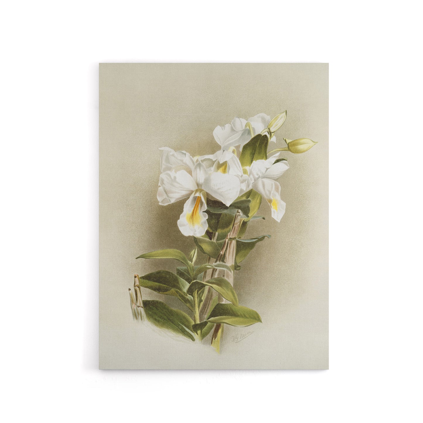Frederick Sander Dendrobium Formosum Orchid Flowers Canvas Wall Art Print