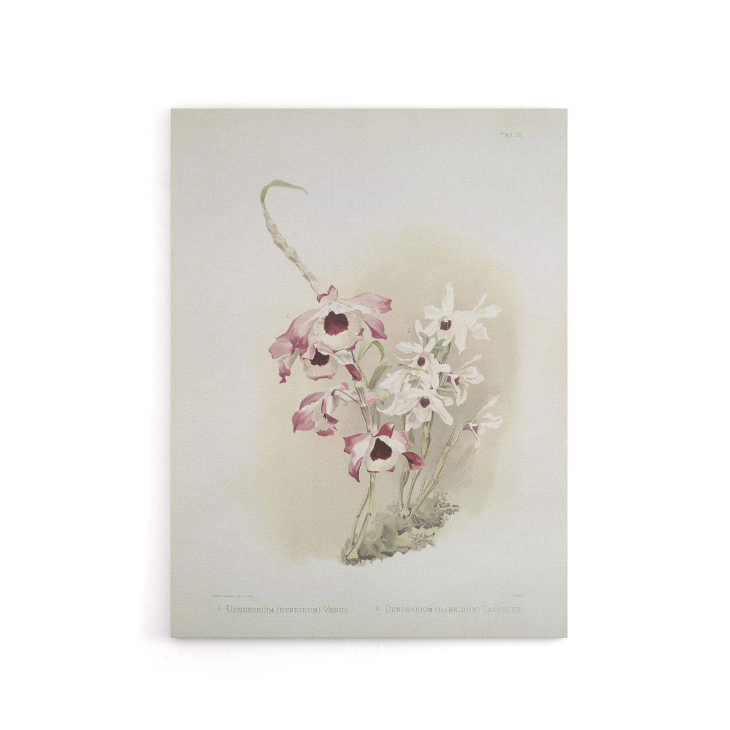 Frederick Sander Dendrobium Venus And Cassiope Orchid Canvas Wall Art Print