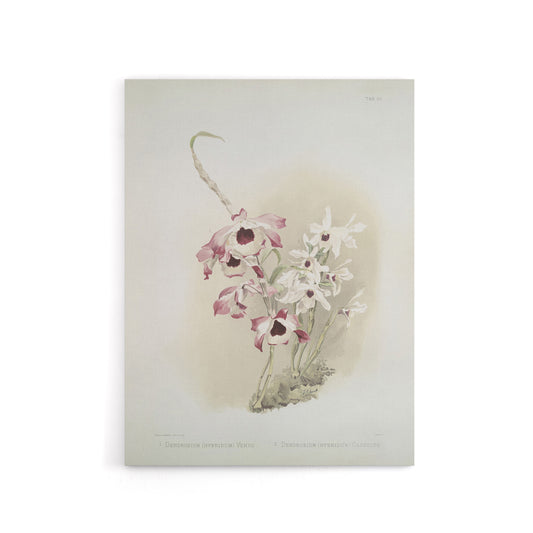 Frederick Sander Dendrobium Venus And Cassiope Orchid Canvas Wall Art Print