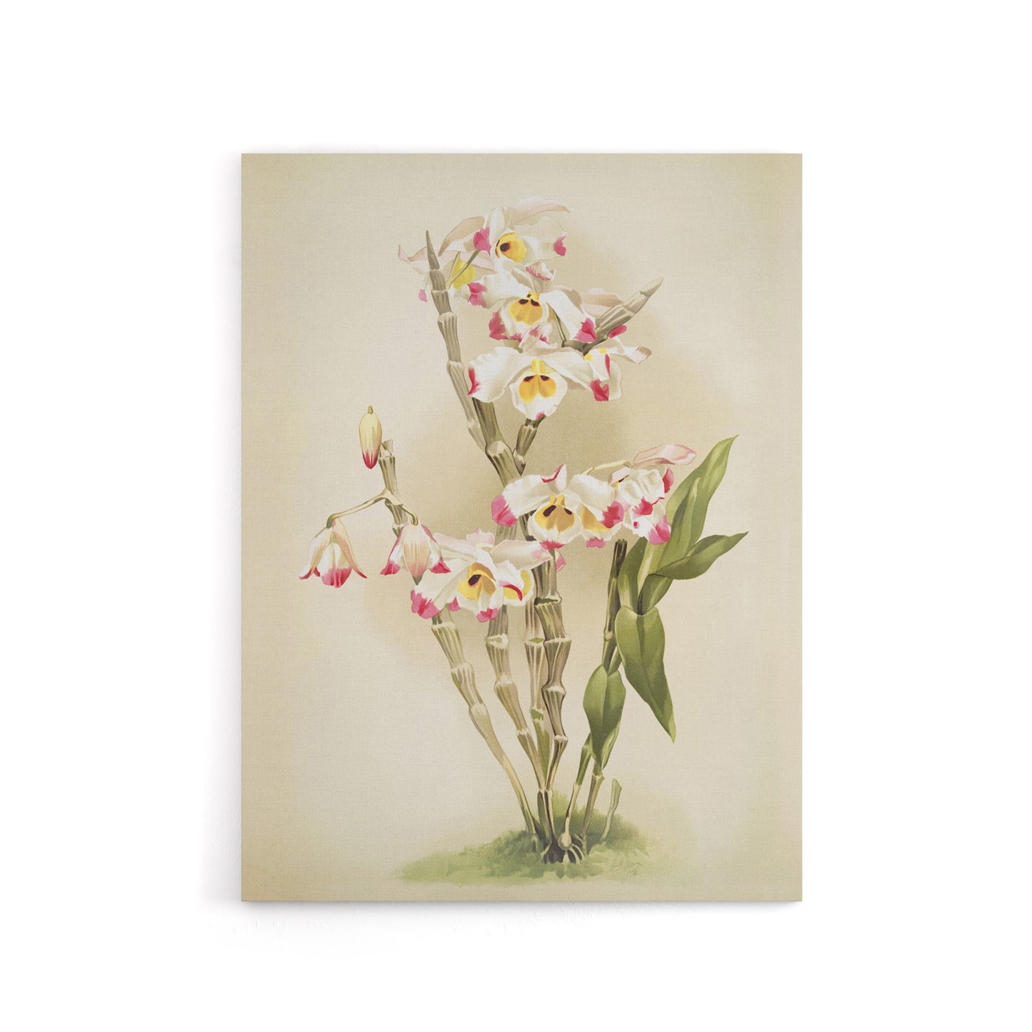 Frederick Sander Dendrobium Wardianum Orchid Flowers Canvas Wall Art Print