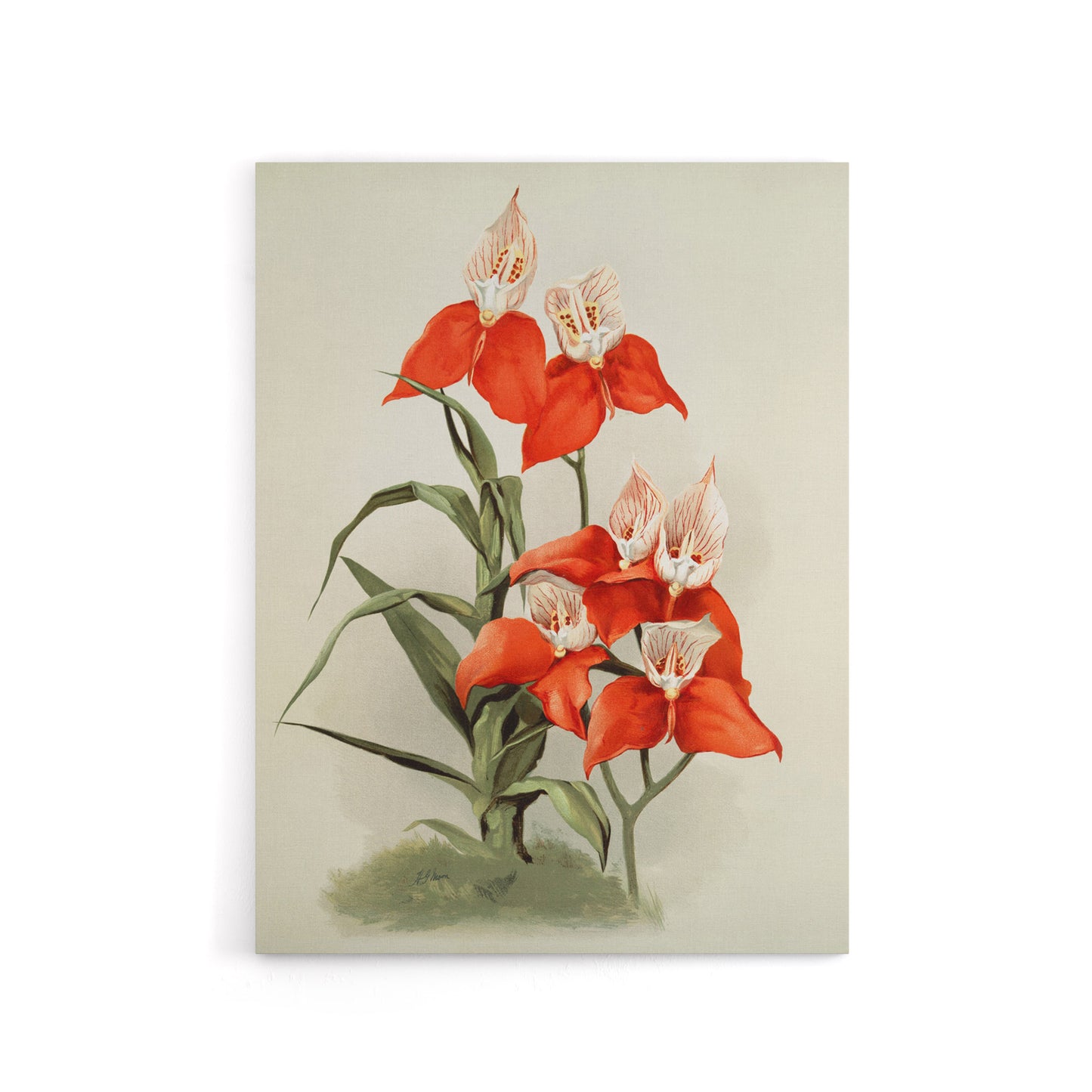 Frederick Sander Disa Grandiflora Orchid Flowers Canvas Wall Art Print