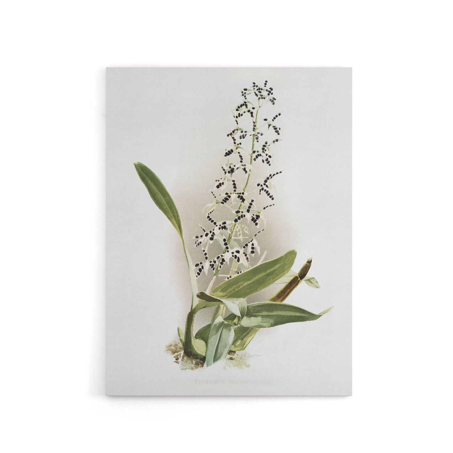 Frederick Sander Epidendrum Prismatocarpum Orchid Canvas Wall Art Print