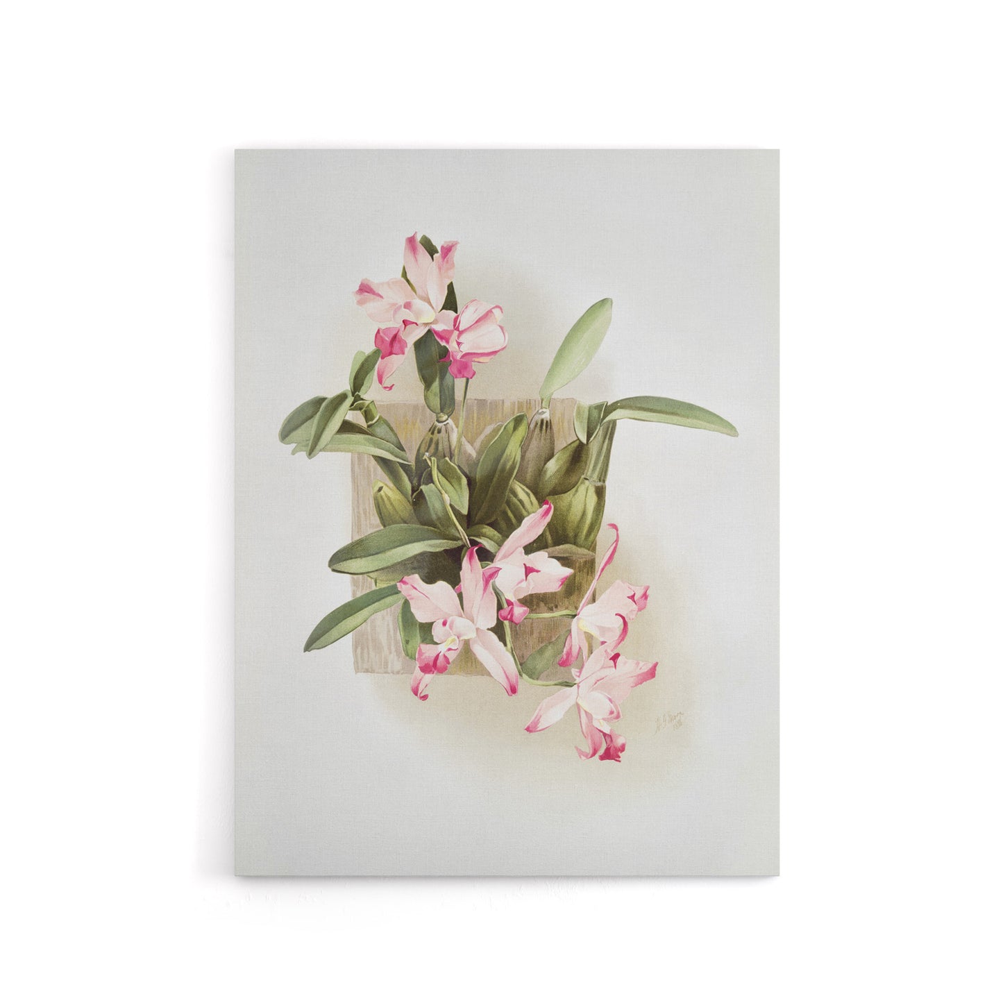 F Sander Laelia Autumnalis Xanthotropis Orchid Canvas Wall Art Print