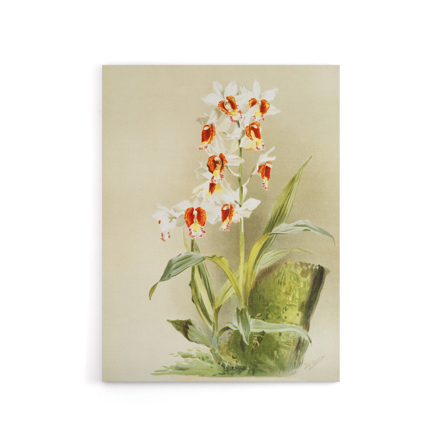 Frederick Sander Madagascar Swamp Orchid Flowers Canvas Wall Art Print