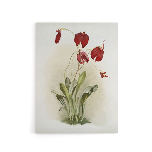 F Sander Masdevallia Harryana Splendens Orchid Canvas Wall Art Print