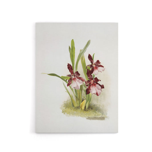 Frederick Sander Miltonia Moreliana Orchid Flowers Canvas Wall Art Print