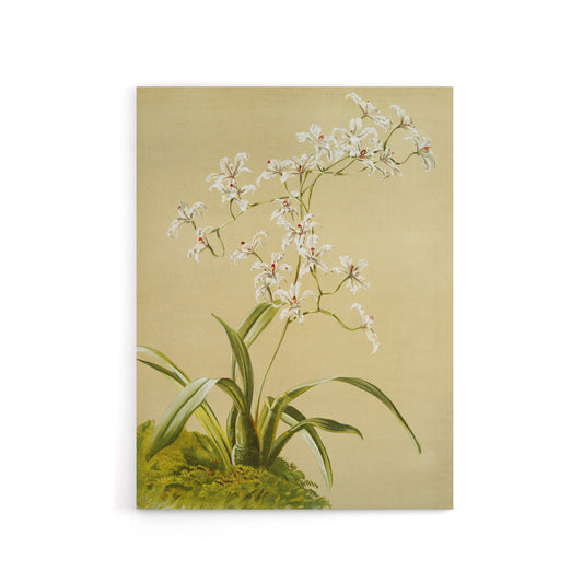 Frederick Sander Odontoglossum Ramosissimum Orchid Canvas Wall Art Print